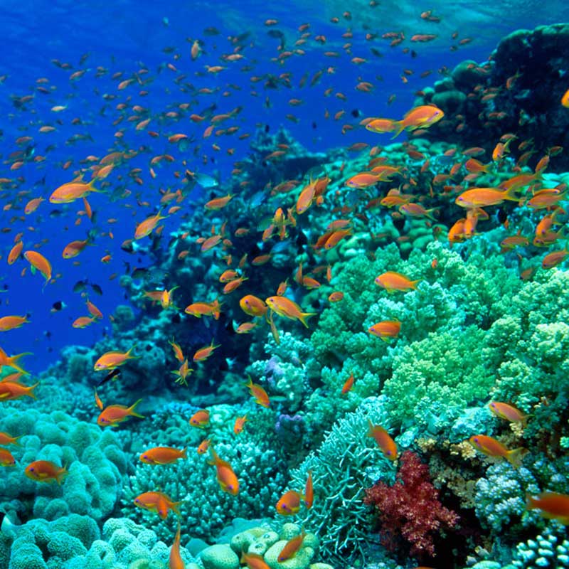 Coral reef with many orange fish swimming in blue water.