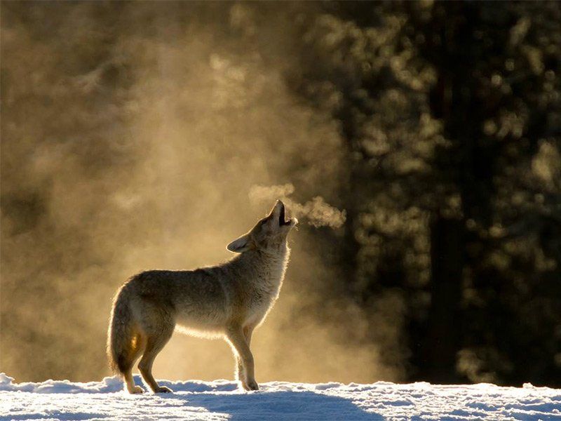 Coyote howls in the snowy landscape, breath visible. Sunlight shines through the fog.