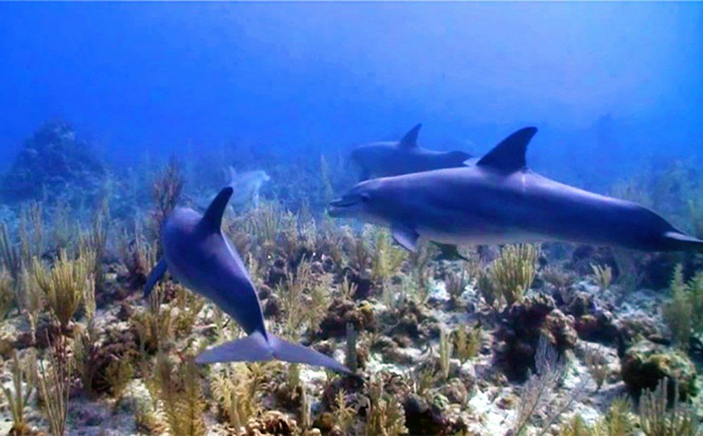 Three dolphins swim underwater near coral.