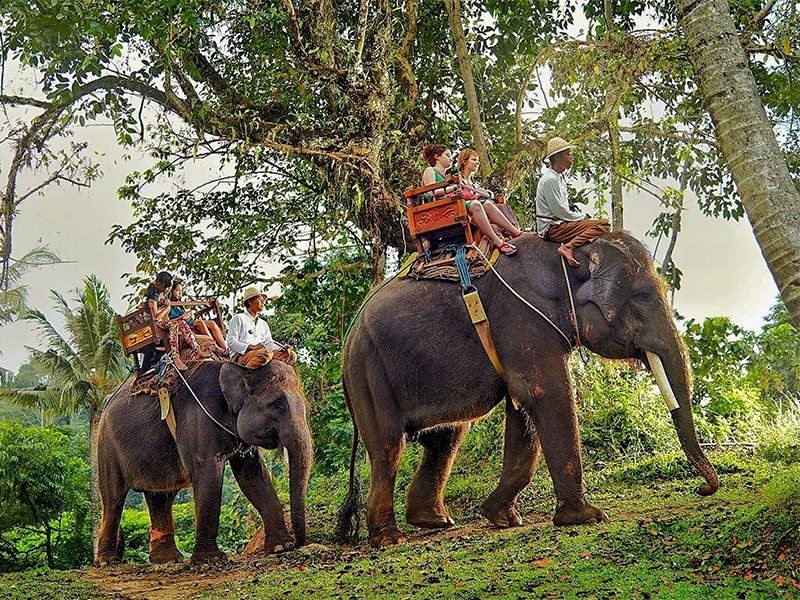 Two elephants with riders in a tropical forest, guided by handlers.