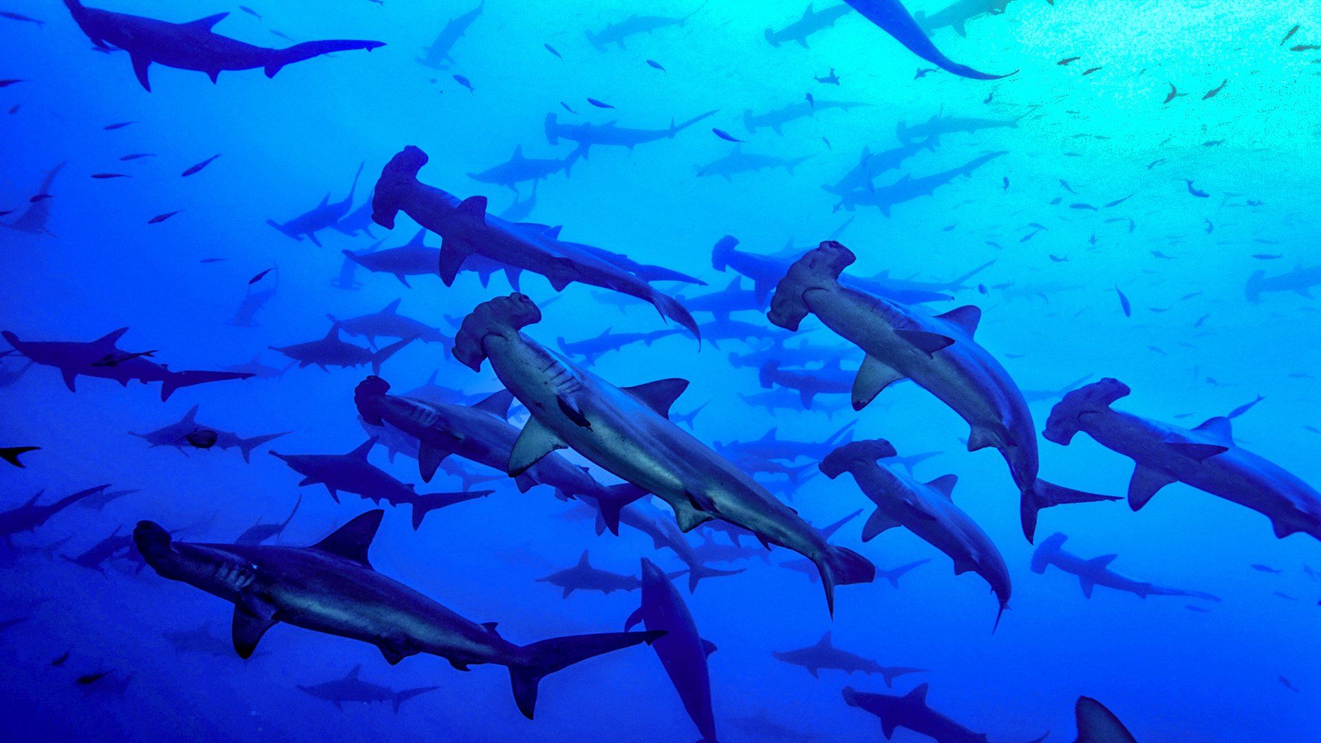 School of hammerhead sharks swimming in deep blue ocean water.