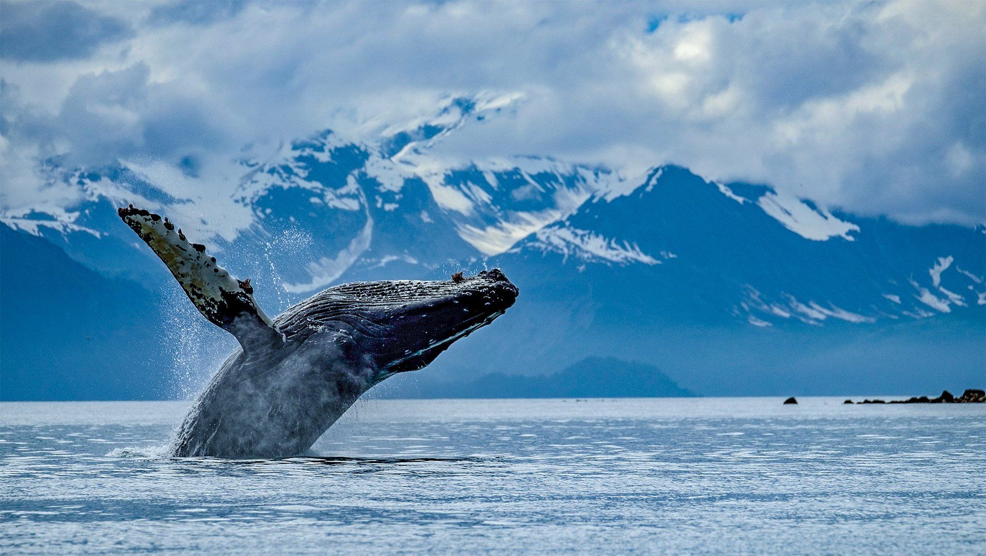 Humpback whale breaching from ocean, snowy mountains and cloudy sky in background.