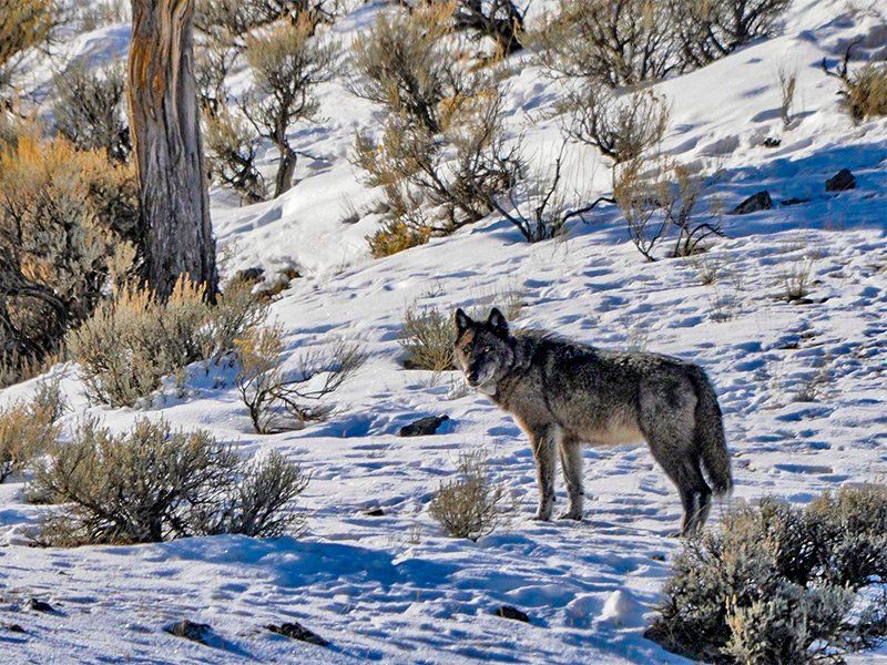 Wolf standing in snowy landscape, surrounded by sparse vegetation and trees.