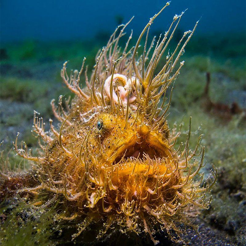 Orange hairy frogfish with spiky appendages, open mouth, on the ocean floor.