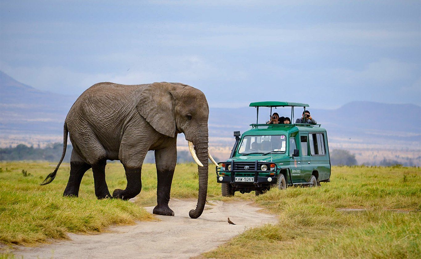Elephant walks on path, approaching a safari vehicle in an African savanna.