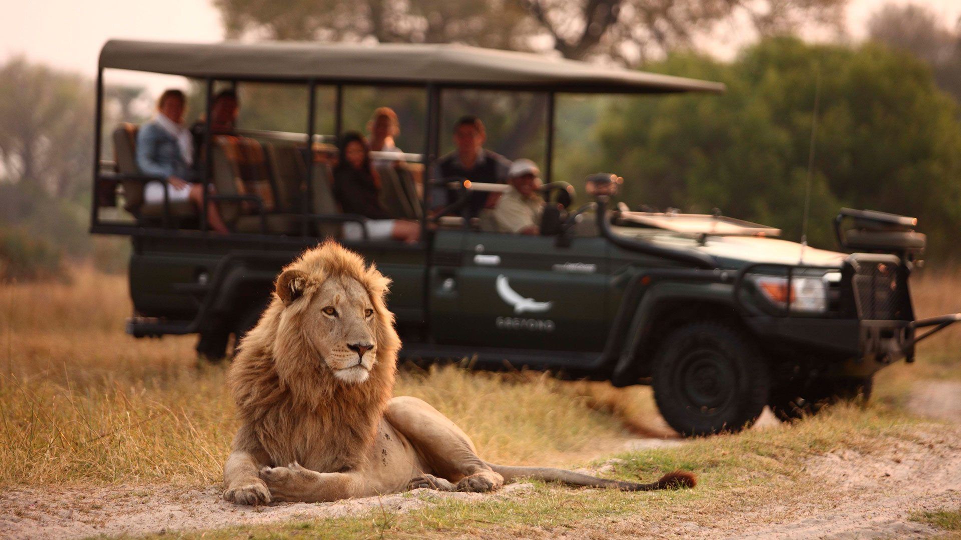 Lion resting on dirt path near safari vehicle with tourists in grassy savanna.