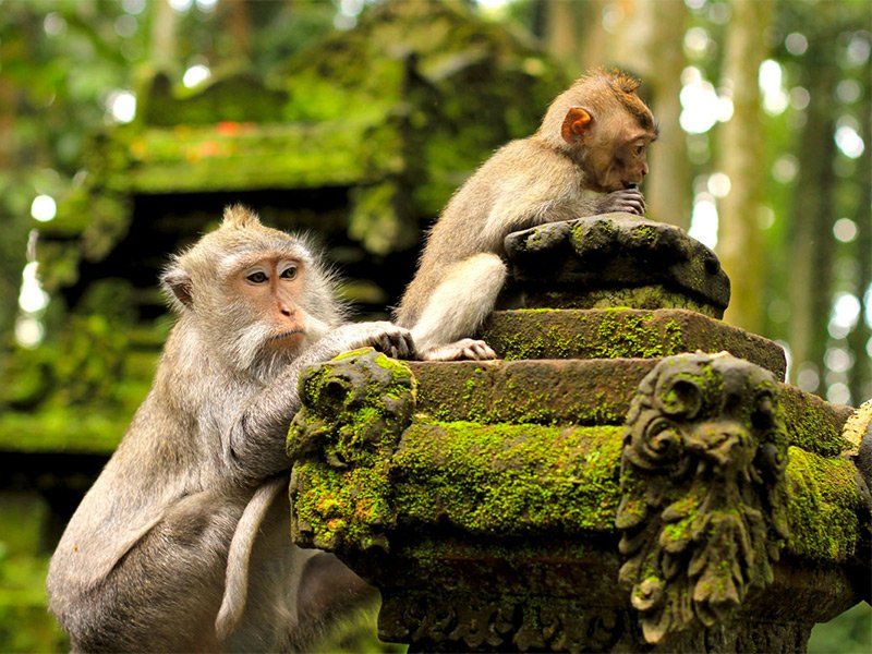 Two monkeys sit on a mossy stone structure in a lush, green forest. One grooms the other.