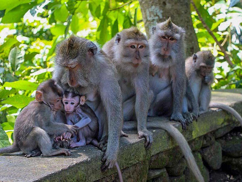 Monkeys huddle together on a stone ledge, with a mother grooming her baby. Green foliage in the background.