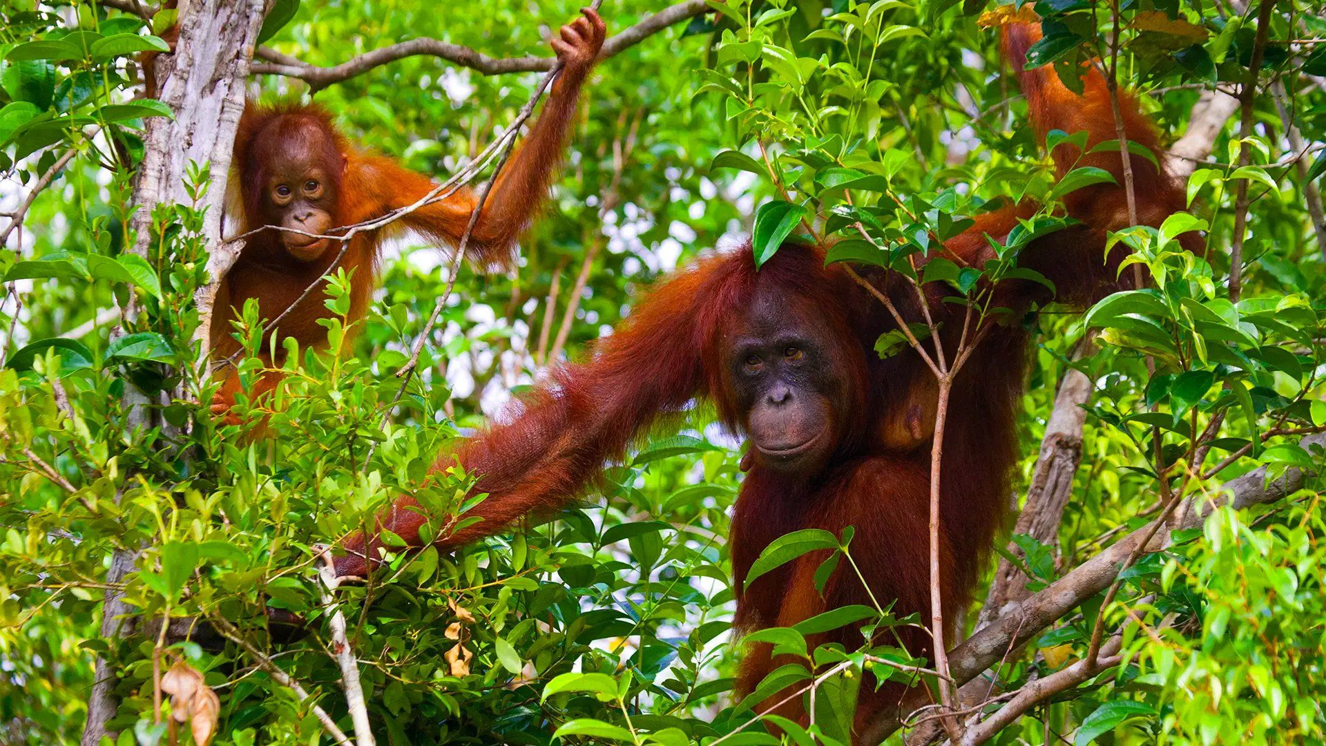 Orangutan mother and infant in a lush green tree canopy. Both are reddish-brown, reaching out.