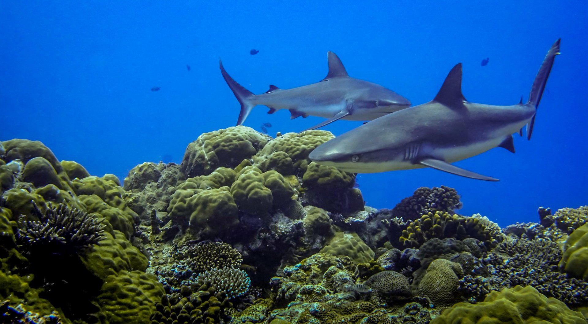 Two gray reef sharks swim above a colorful coral reef in clear blue water.