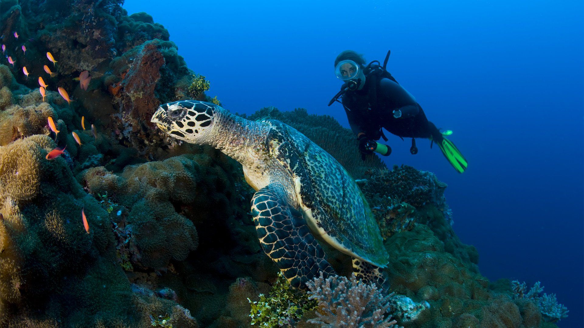 Scuba diver near sea turtle on coral reef, blue water.