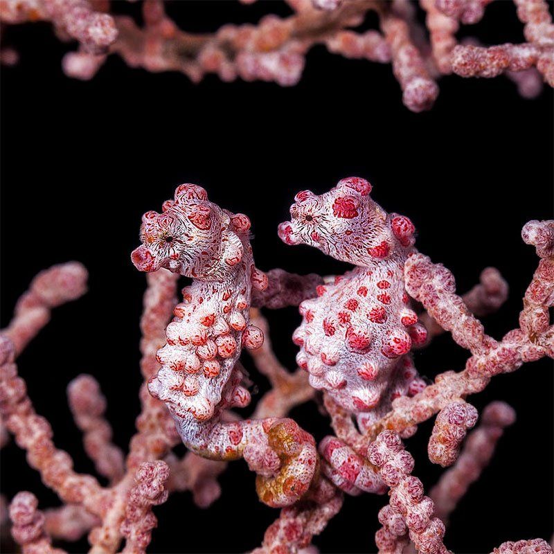 Two pygmy seahorses, pink with red spots, clinging to pink coral against a black background.