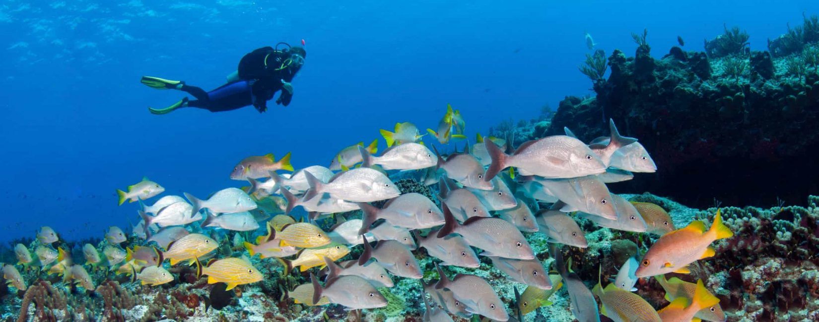 Scuba diver swimming near a coral reef teeming with colorful fish in blue water.