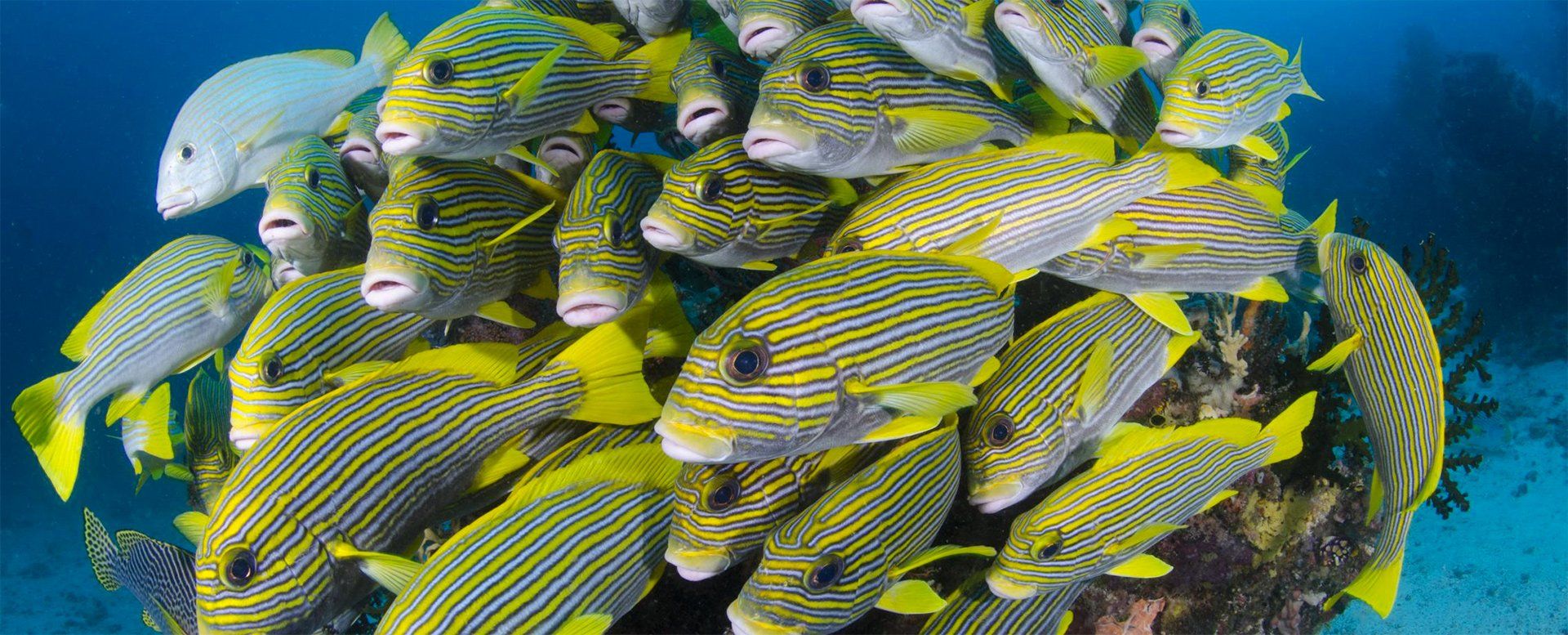 A school of yellow and black striped fish crowded together in the ocean.