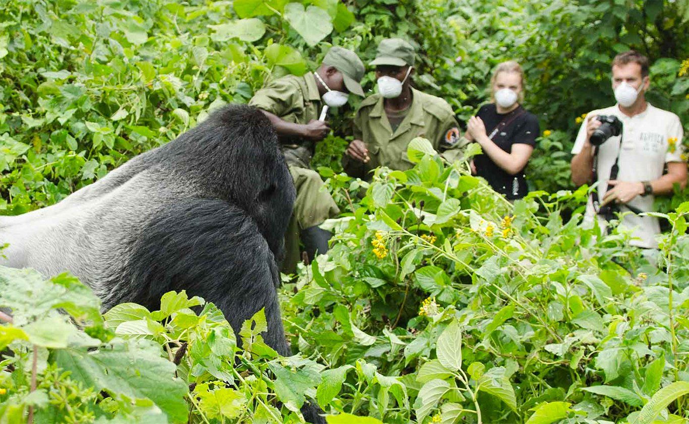 Silverback gorilla with researchers in green vegetation, all wearing face masks.