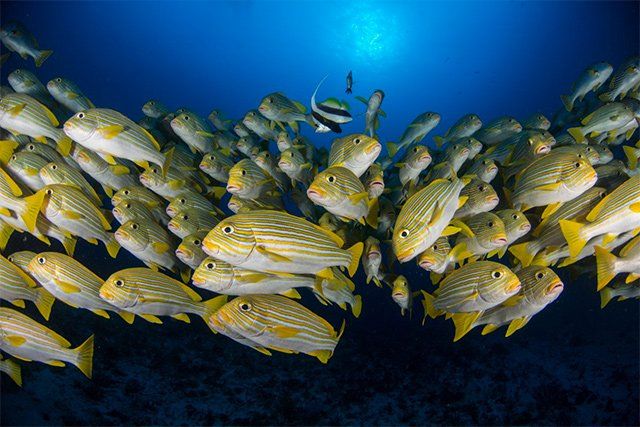 School of yellow fish with black stripes swimming in blue ocean with one black and white fish.