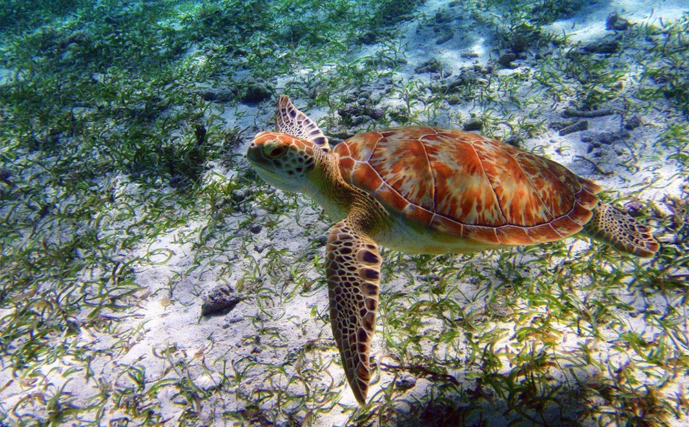 Sea turtle swimming in clear water over a sandy ocean floor with green plants.