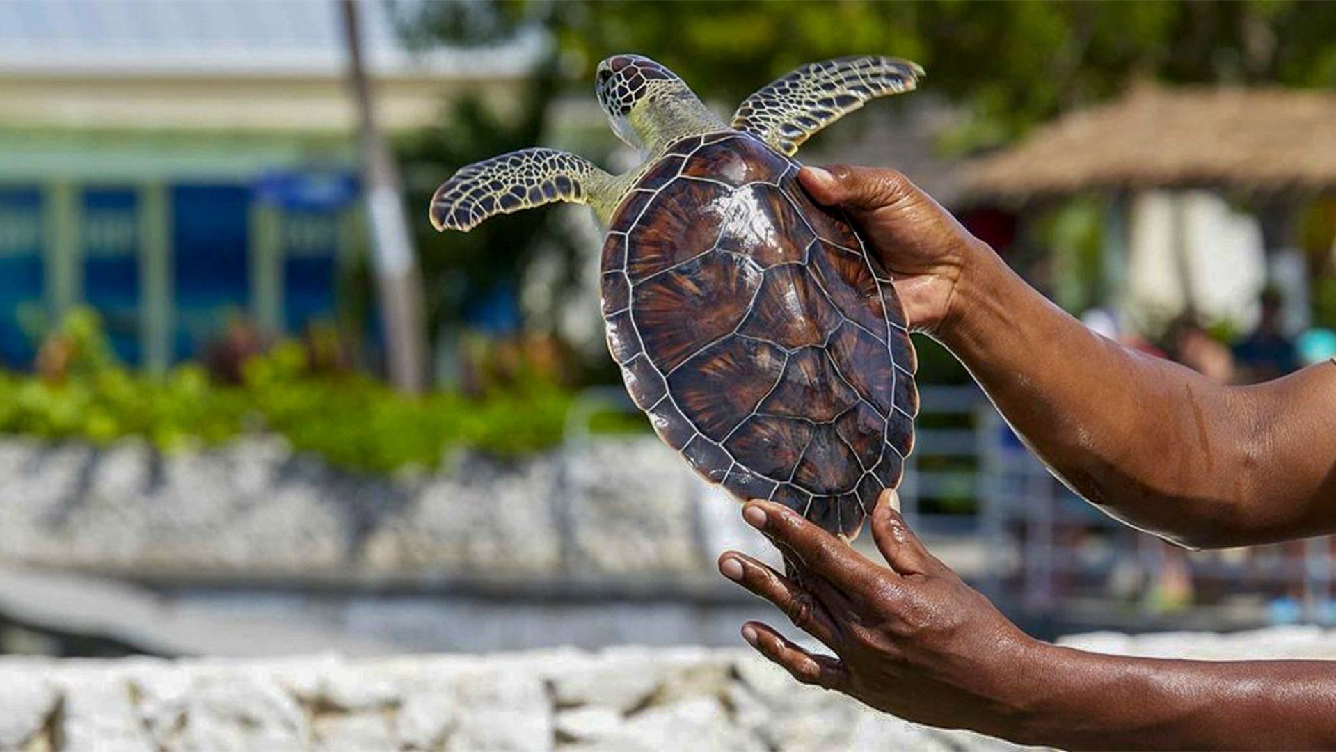 Person holding a sea turtle, outdoors near water. Turtle has dark shell and light patches.
