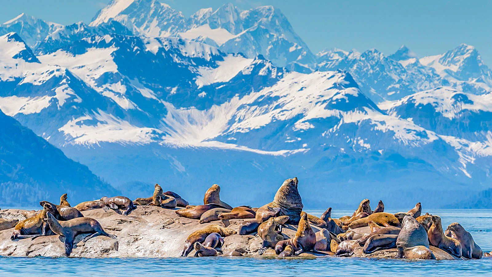 Seals on a rocky island in front of snow-capped mountains and a blue ocean.