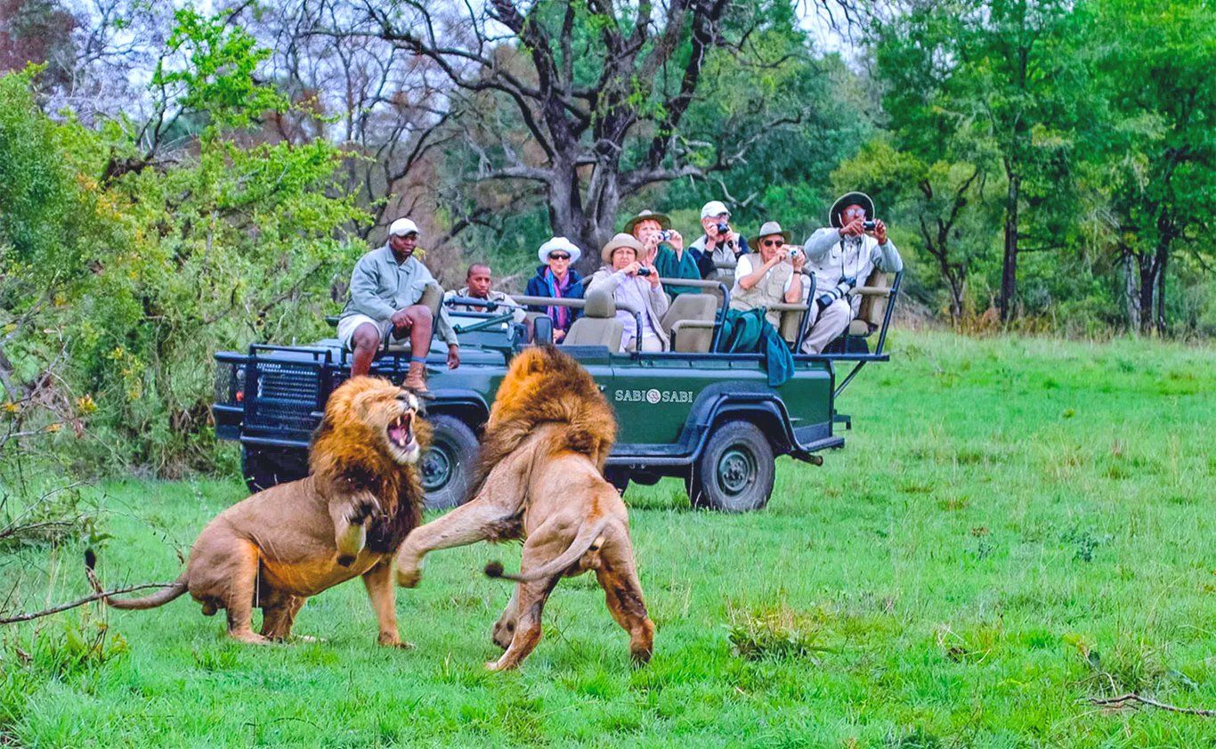 Two lions fight near a safari vehicle with tourists in a grassy field.