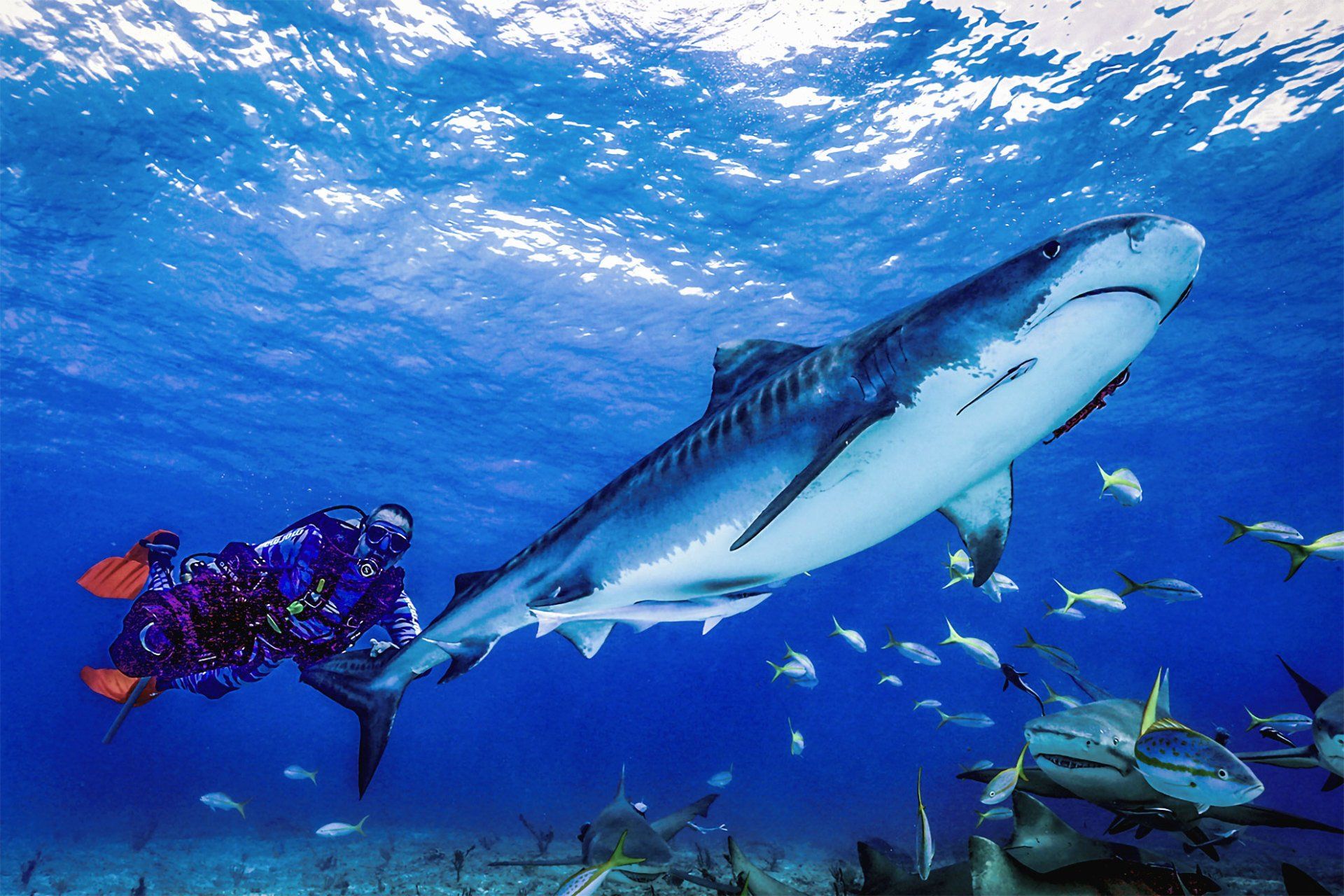Scuba diver swims near a large tiger shark in deep blue ocean; other sharks and fish visible.