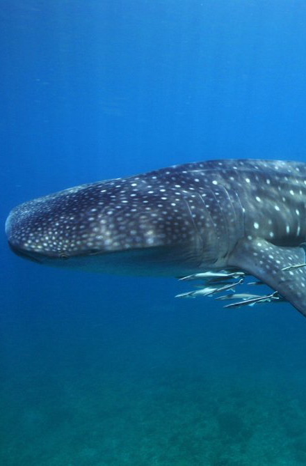 Whale shark swimming underwater in deep blue sea; white spots on its skin.