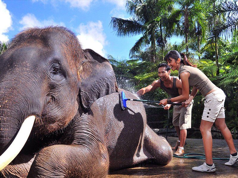 Two people wash an elephant with a brush and hose outdoors, in a tropical setting.