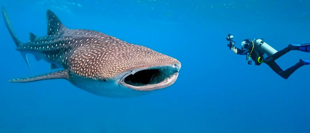 A diver swims near a massive whale shark in the blue ocean. The shark's mouth is open.