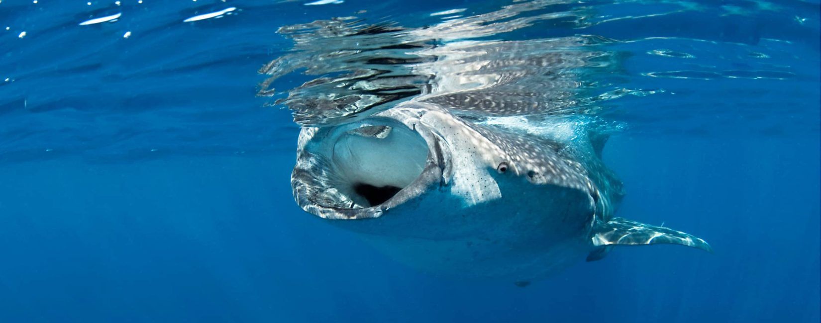 Whale shark swimming underwater with mouth open, blue water.