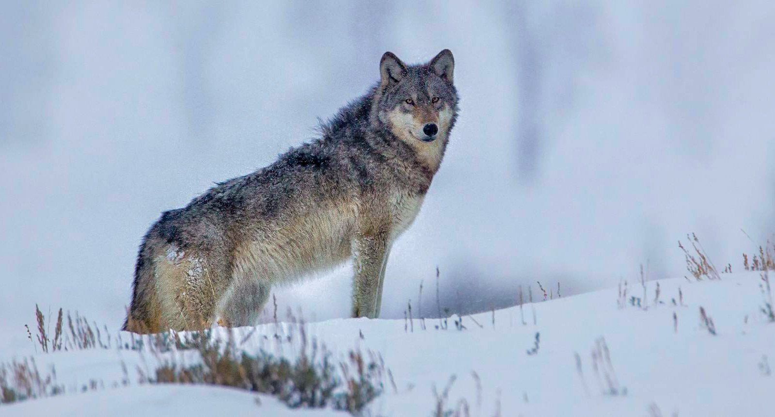 Gray wolf standing in snowy field, looking toward the viewer.