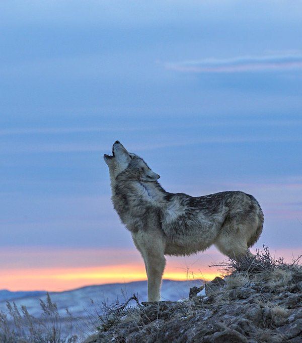 Gray wolf howling against a blue and orange sunset sky.