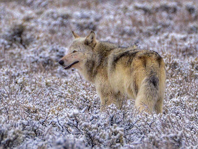 Wolf in a snowy field, looking back. Tan and gray fur, brown eyes. Winter setting.