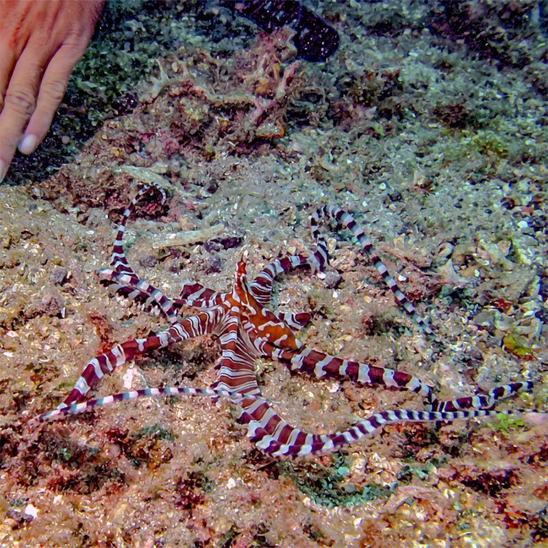 Banded tiger octopus on a seabed; red and white stripes, eight arms extended, human hand at the top left.