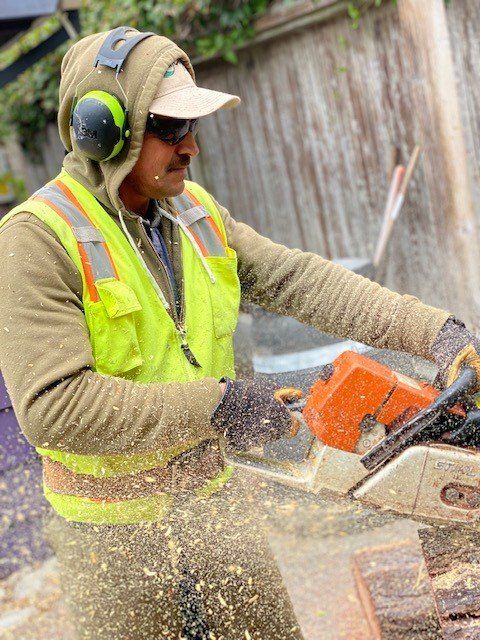 Southern Oak Tree — Carmel, CA — Coyote Tree Service
