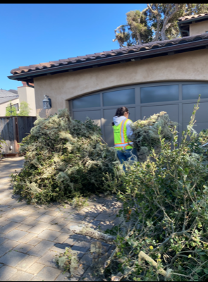 Vacant Land — Carmel, CA — Coyote Tree Service