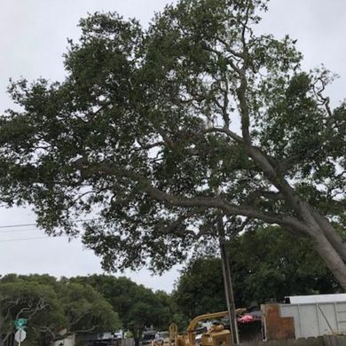 Tree Lifted by the Crane — Carmel, CA — Coyote Tree Service Tree Lifted by the Crane — Carmel, CA — Coyote Tree Service