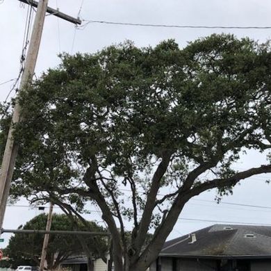 Tree in Electric Pole — Carmel, CA — Coyote Tree Service Tree in Electric Pole — Carmel, CA — Coyote Tree Service