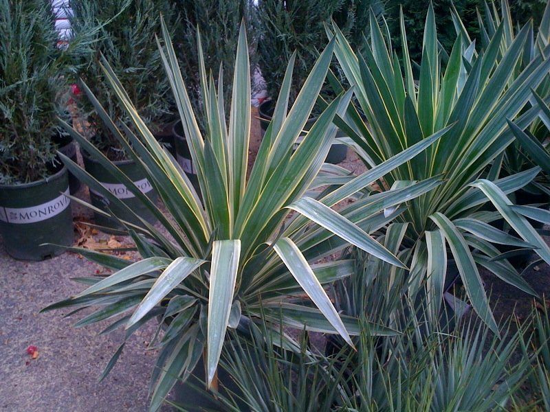 Variegated spiky agave plants growing in pots in a nursery