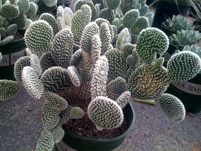 Potted prickly pear cactus with green pads and white spines outdoors