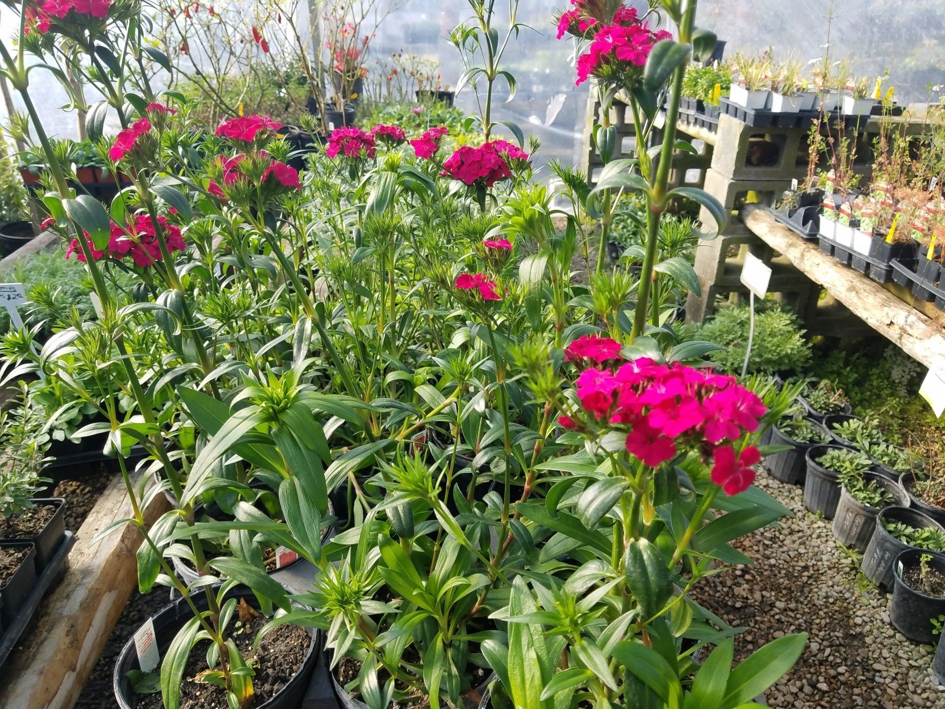 Bright pink flowers blooming in a greenhouse among rows of potted plants.