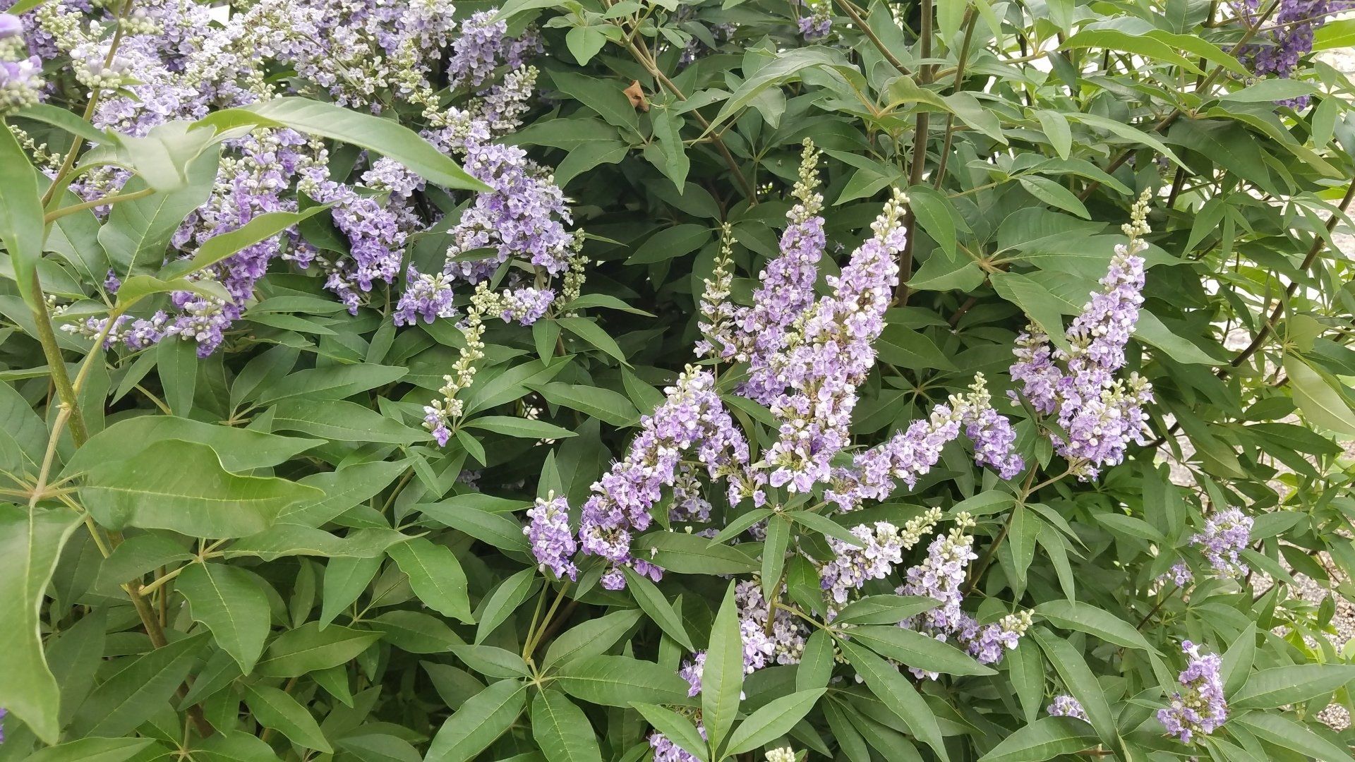 Purple wildflowers and green leaves growing densely outdoors