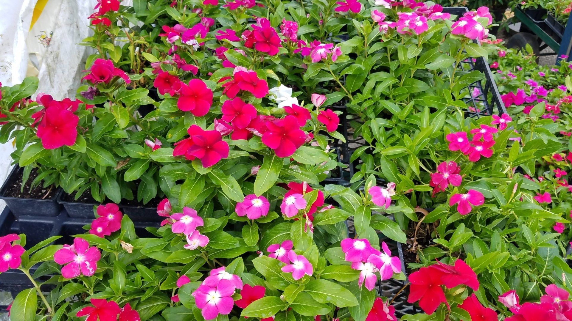 Bright pink and red flowers blooming in dense green foliage in a garden bed