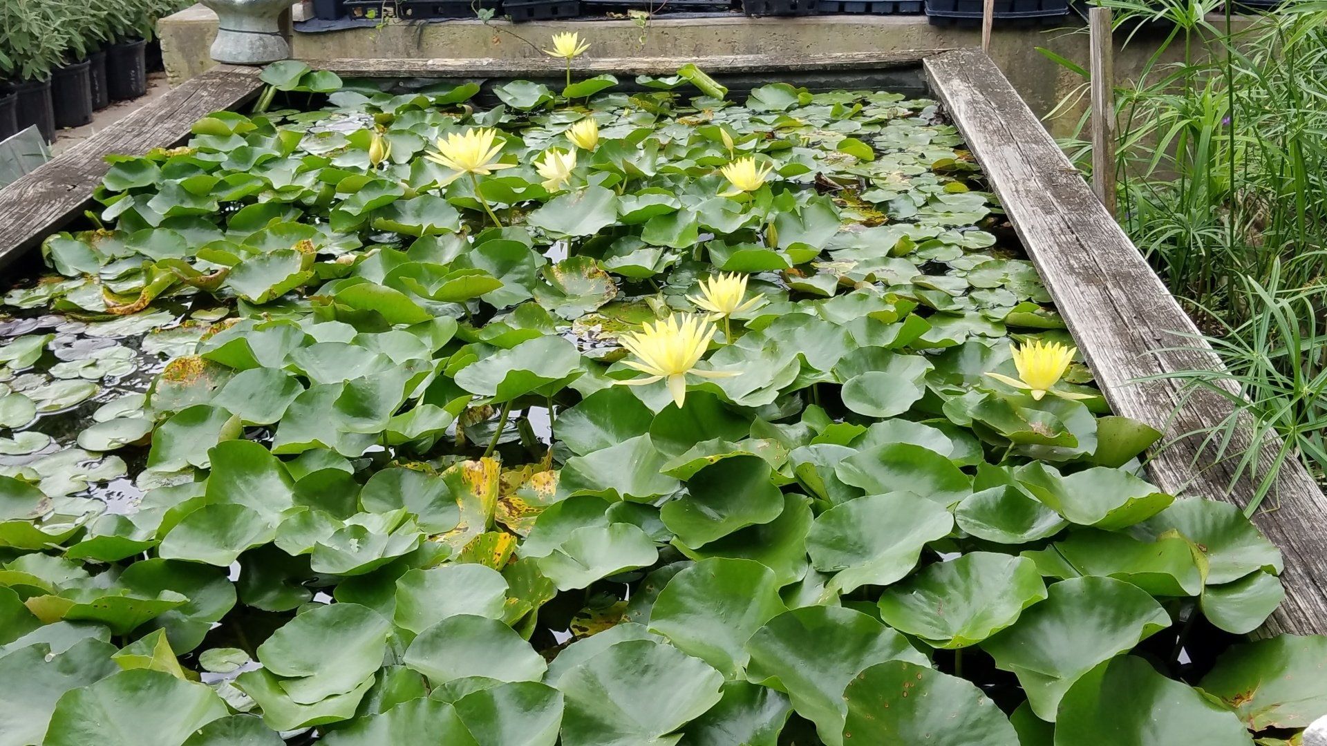 Pond covered with green lily pads and yellow water lilies, bordered by stone and wood edges
