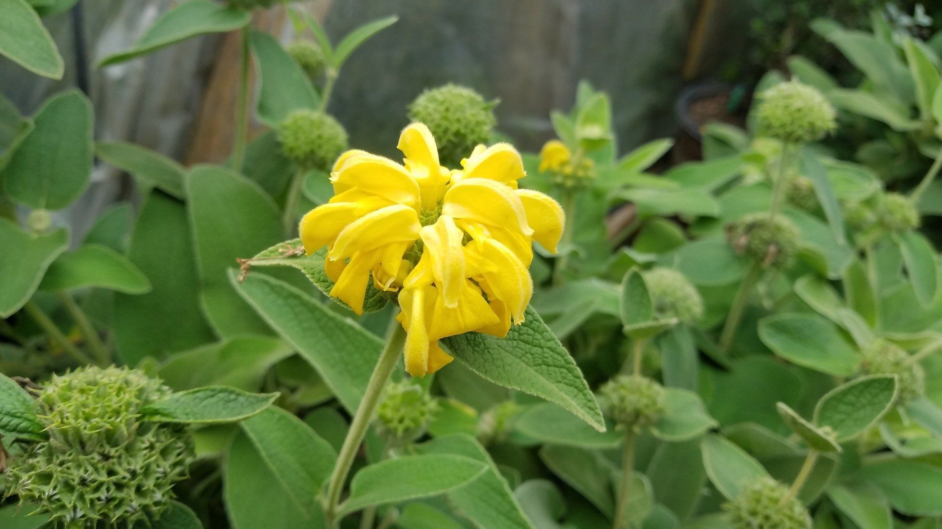 Yellow flower blooms amid green leafy foliage.