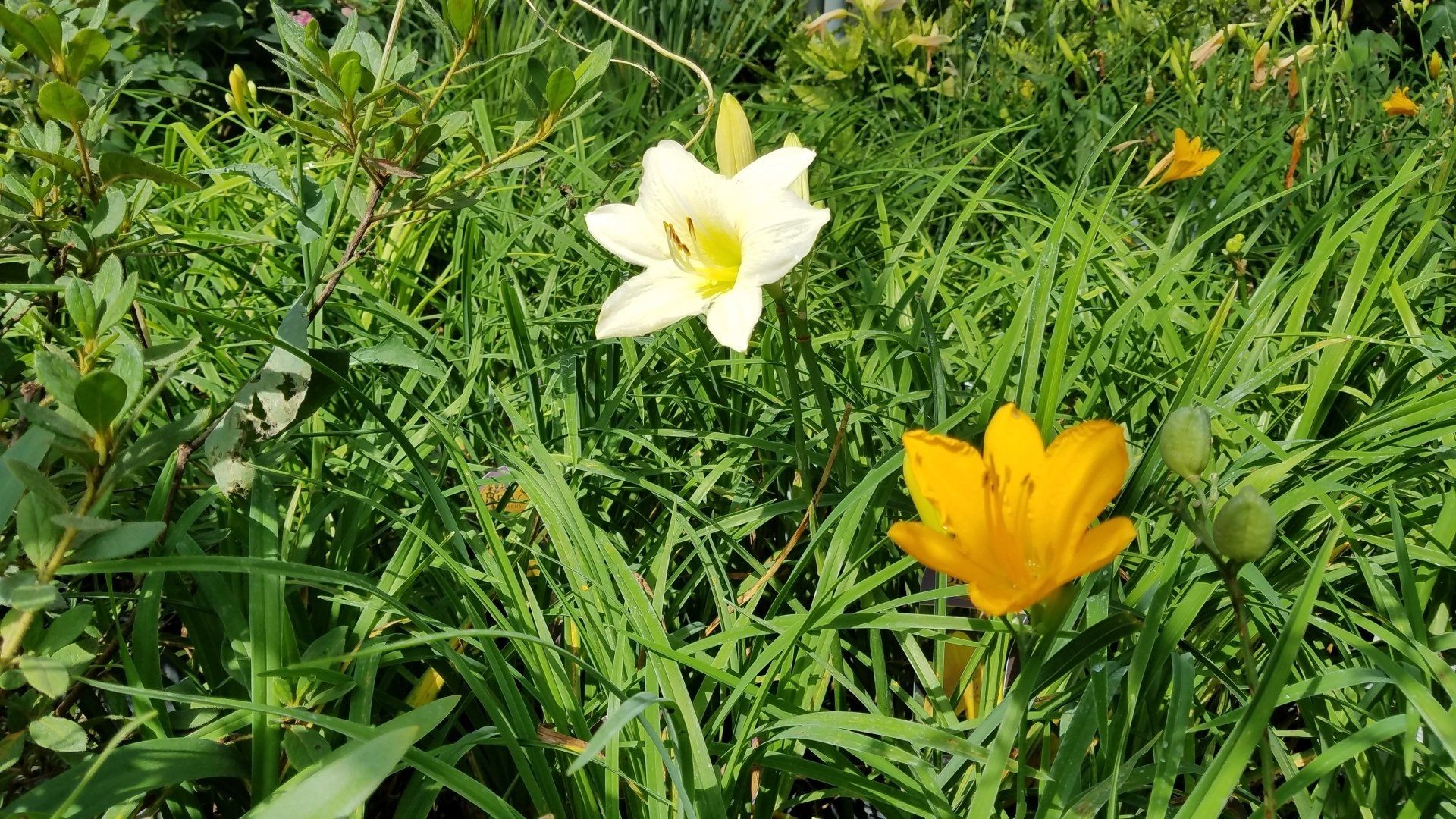 Two wildflowers, one white and one yellow, blooming in green grass and foliage