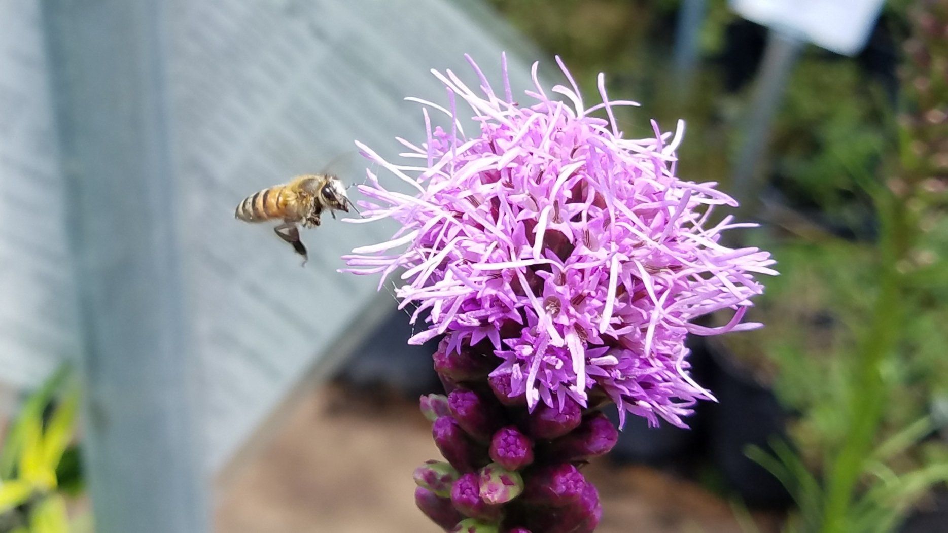 Bee hovering near a purple wildflower bloom outdoors
