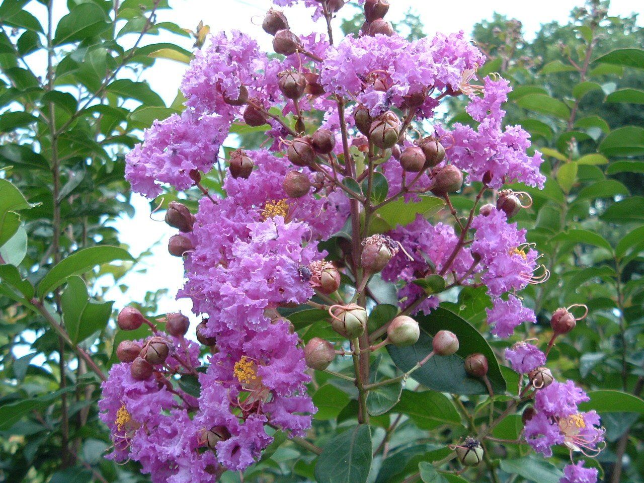 Purple crepe myrtle blossoms in bloom on a tree branch against green leaves and sky