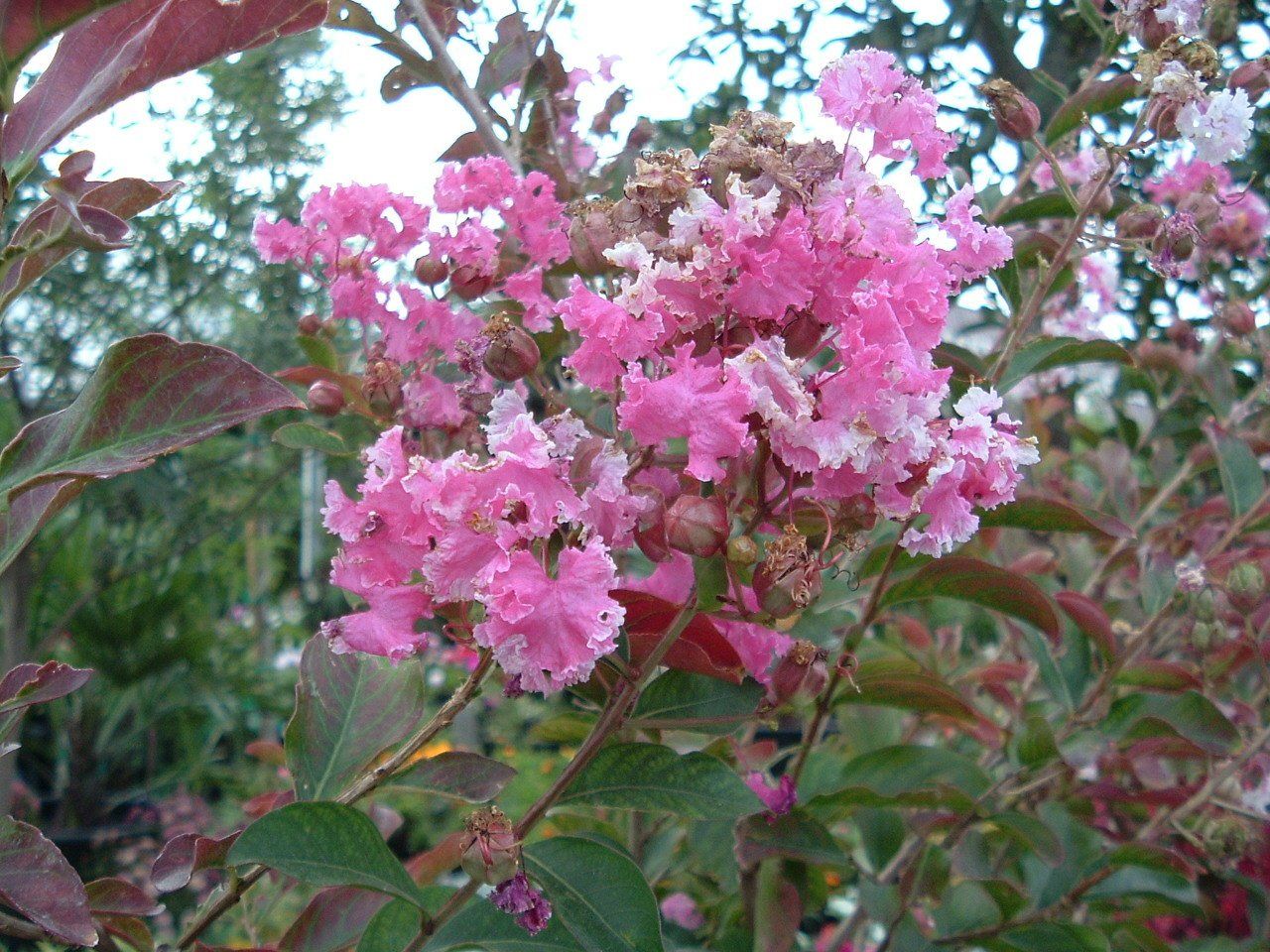Pink crepe myrtle blossoms on a leafy shrub outdoors