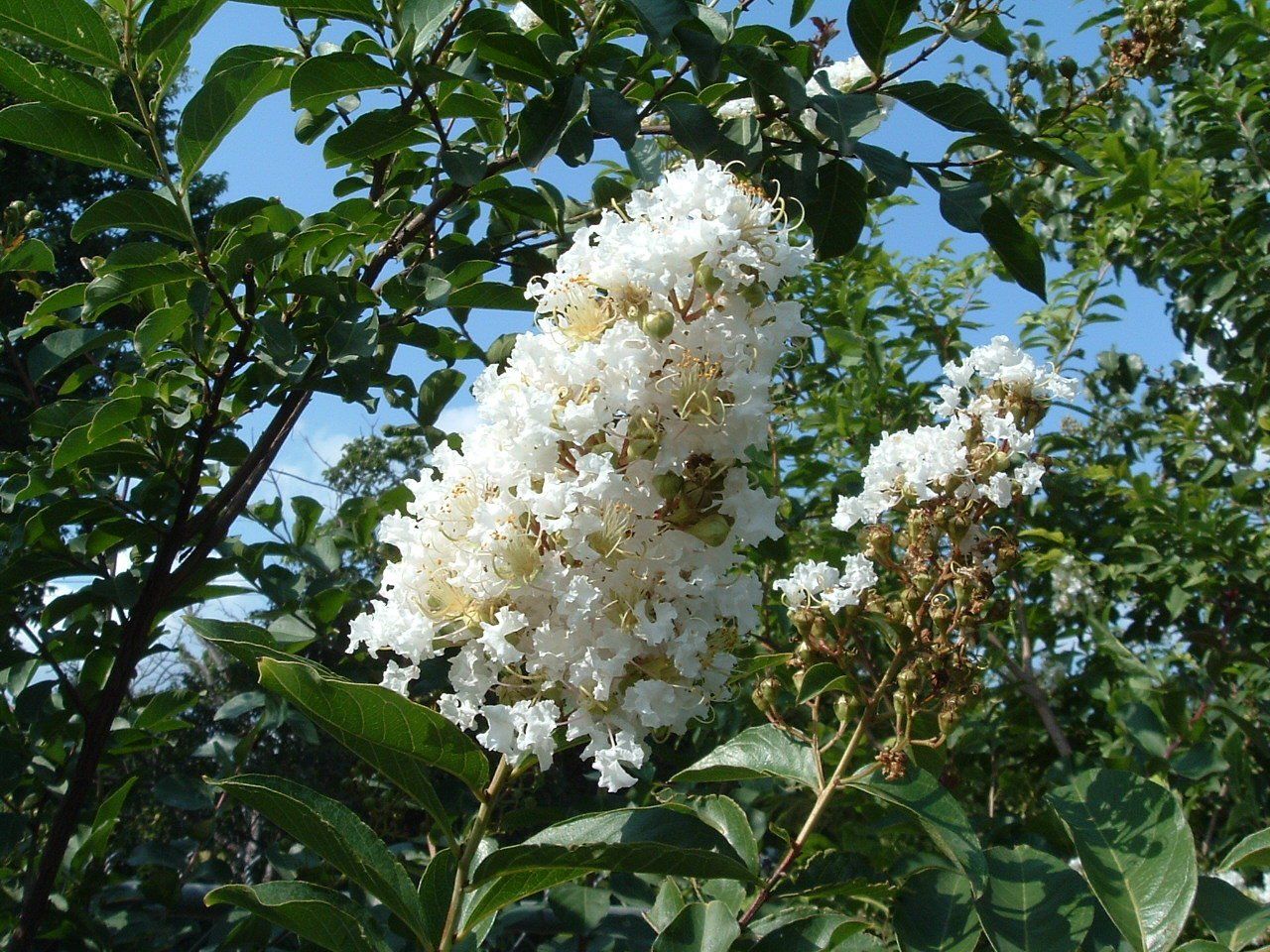 White flowering shrub with clusters of blooms against green leaves and blue sky