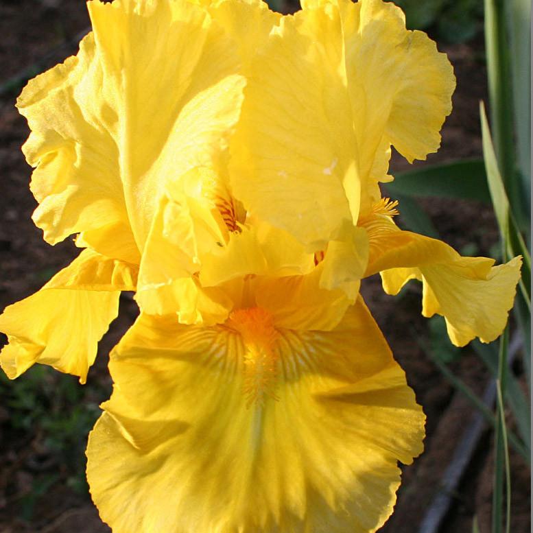 Bright yellow iris flower in bloom with ruffled petals.
